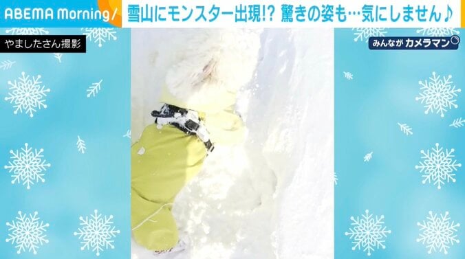 ビションフリーゼのろくくん