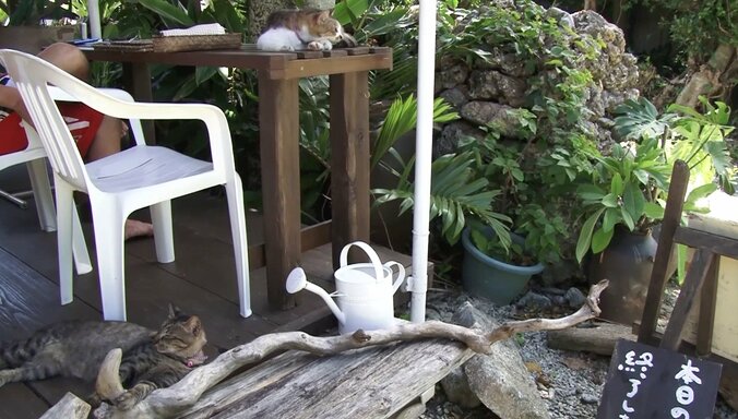 天使さんかな？  沖縄の島々で美猫に遭遇ニャン！「美ら猫」シリーズ連続放送 11枚目