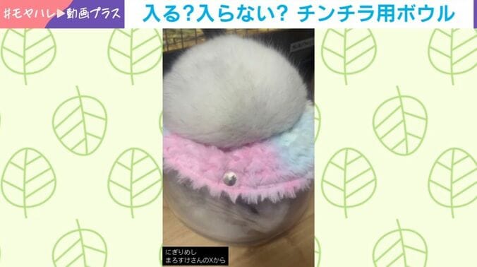 アンゴラチンチラのまろすけくん