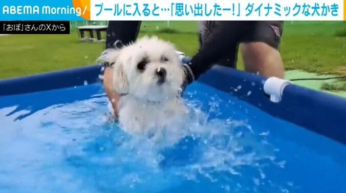 ぽむぽむちゃん
