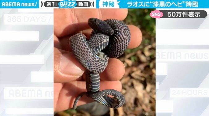 タカチホヘビの“新種”？