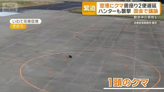 滑走路に近づくクマ