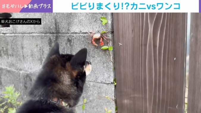 柴犬のおこげくんとカニ