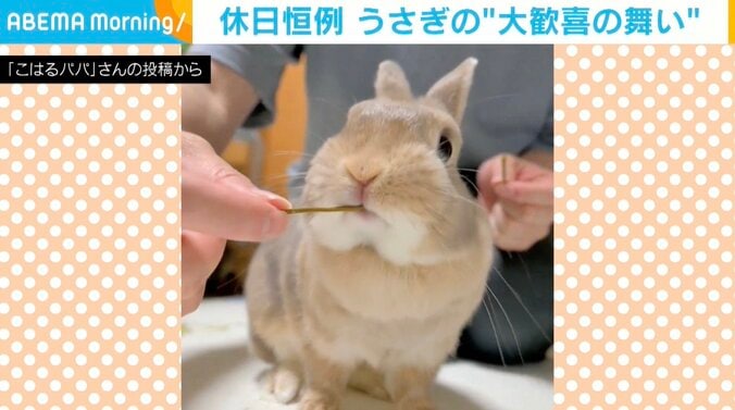 ウサギのこはるちゃん