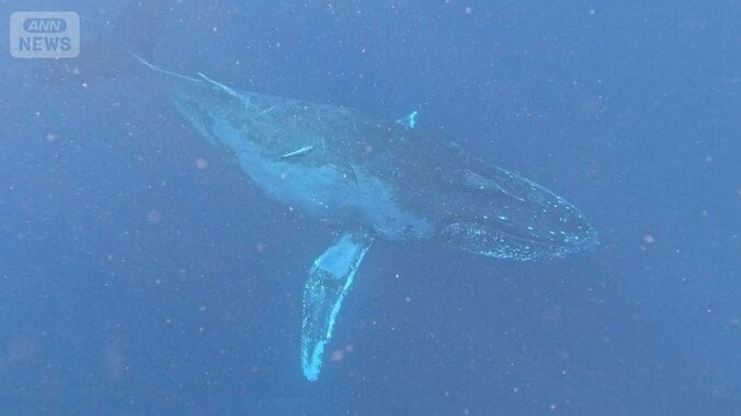 沖縄のホエールウォッチングに客殺到　海上のオーバーツーリズム　ストレスか行動異変 1枚目