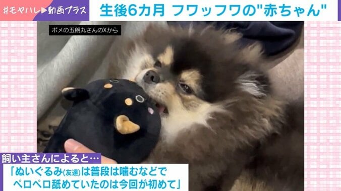 ポメラニアンの五朗丸くん