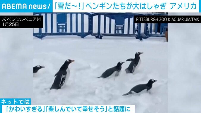 ペンギンたち