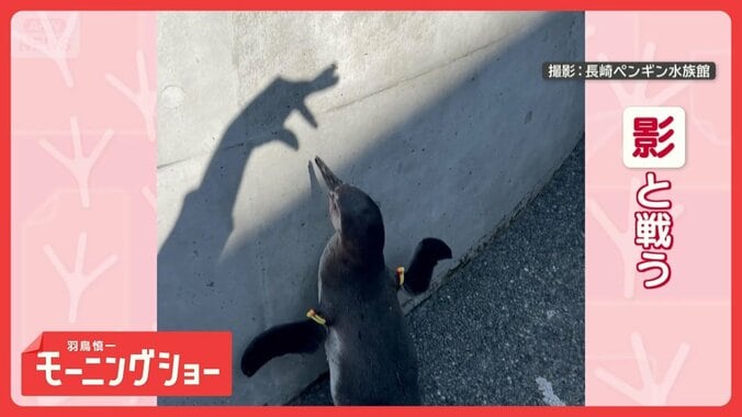 攻撃を華麗にスルーしてくちばしで応戦！　機敏なペンギンさん　対戦相手は…影！？ 1枚目