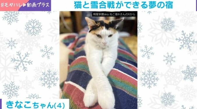 猫のきなこちゃん