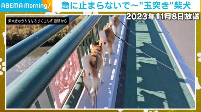柴犬3匹