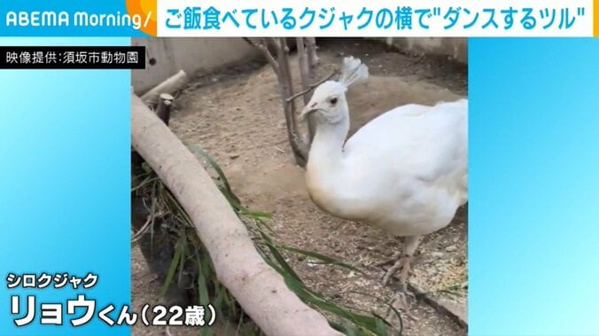 シロクジャクのリョウくん（22歳）