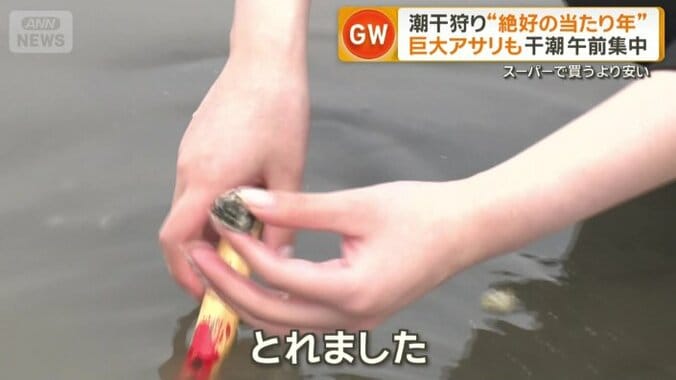 初挑戦の番組スタッフが取ったアサリ