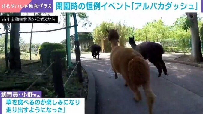 アルパカ