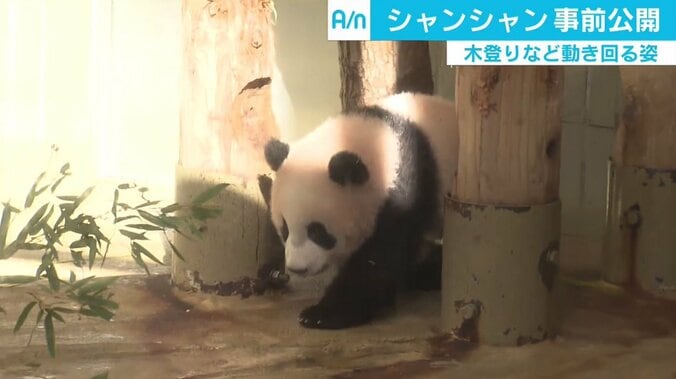 上野動物園「シャンシャン」が一般公開へ　観覧応募殺到、パンダが愛される心理とは 1枚目