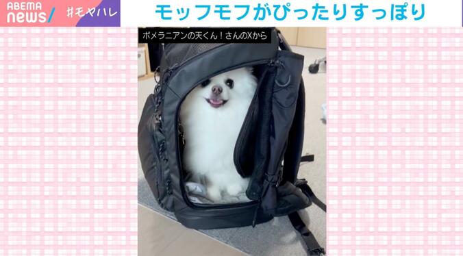 犬の天くん（2歳）