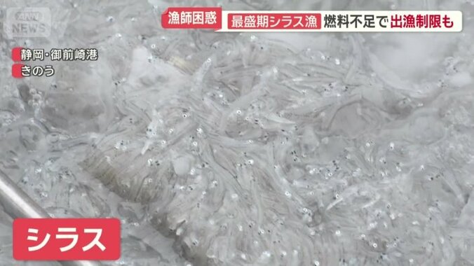 とれたての新鮮なシラス