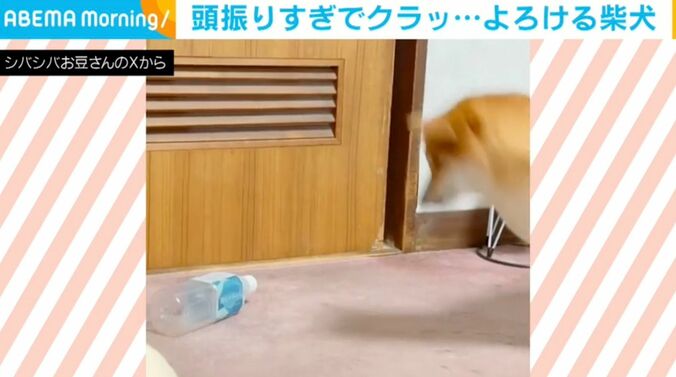 柴犬のようこちゃん