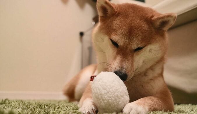 ふわもこ男子な柴犬「だいふく」  お寿司屋さんごっこやお花見を満喫中 8枚目