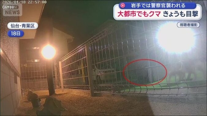 フェンス越しに歩くクマ