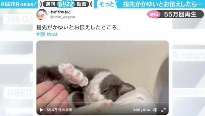 飼い主の願いを叶えてくれる猫が優しすぎると話題「可愛いくて何回も見てしまう」「私もお願いします」の声 1枚目