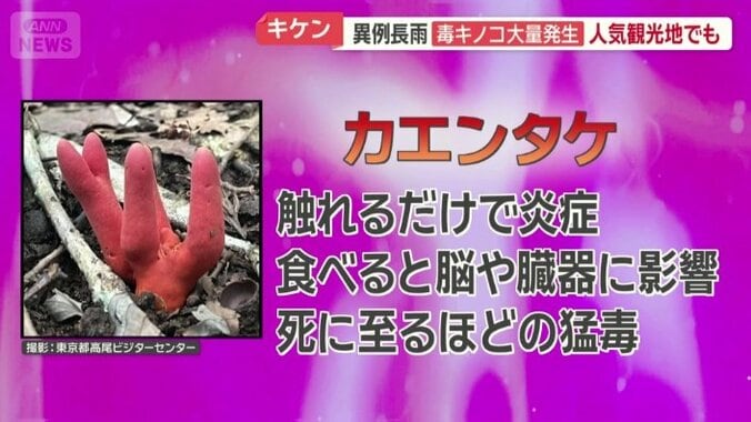 カエンタケ