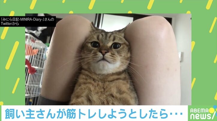 「負荷をかけてるニャン」飼い主の筋トレに参加する猫の動画が300万回再生超えの大反響！