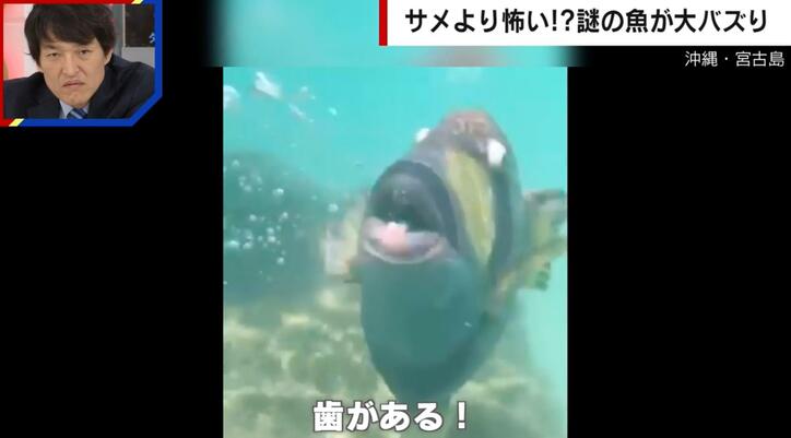 【写真・画像】サメより怖い…!? 水中で大暴れする“謎の魚” 襲われた女性「骨を痛めていたかもしれないほどの衝撃」　1枚目