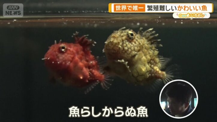 「ナメダンゴ」