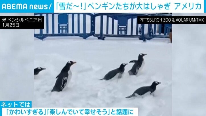 ペンギンたち