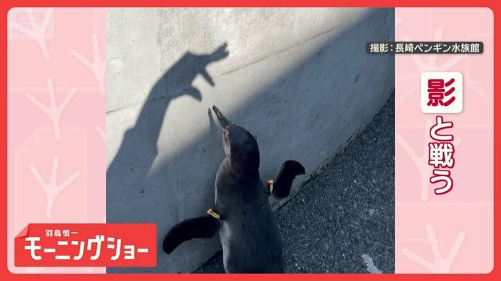 攻撃を華麗にスルーしてくちばしで応戦! 機敏なペンギンさん 対戦相手は…影!?