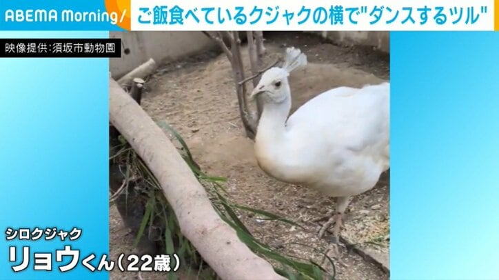 シロクジャクのリョウくん（22歳）