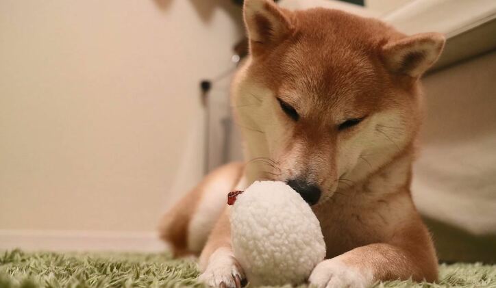ふわもこ男子な柴犬「だいふく」  お寿司屋さんごっこやお花見を満喫中