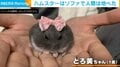 ソファを占領するハムスター！？気持ちよさそうに眠る姿に飼い主「床の硬さも忘れてしまっていた」