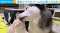 “相思相愛”な犬と猫 お互いの愛情表現の仕方に「激しめですね~」「ずっと見ていられる」と悶絶の声