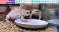 食事中の2匹のカエルに事件発生→仁義なき"横取り合戦"後の“意外な展開”とは!? 「いやお前も見んのかい！」「何かのコントみたいな動きｗ」