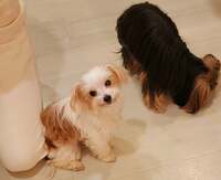 モト冬樹『妻から離れないくるみちゃん』