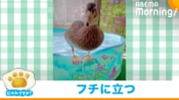 【映像】絶妙なバランス感覚で立つアヒル