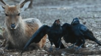 【映像】シカの角の皮をむしり取り、子どもに与えるカラス