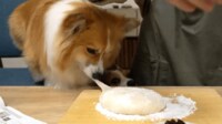 【映像】堂々と“つまみ食い”する犬