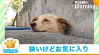 【映像】地面から犬の首!?独特な“クールダウン”をする姿