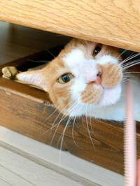 松居直美『家計簿をつけて、ちょっとした楽しみ(*˙︶˙*)☆*°』