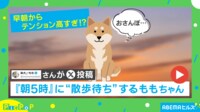 【映像】散歩待機するパリピな柴犬にまさかの悲劇