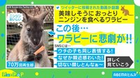 【映像】食事中のワラビーを襲った悲劇