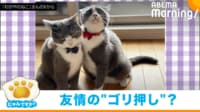【映像】“正反対の表情”で肩を組む兄弟猫