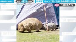キャンプ場に現れた“モフモフ親子”の『ウォンバット』…突然の訪問に「ファンサが過ぎる！」「私も四足歩行でついて行きたい」と反響