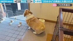 飼い主との“20分ぶり”の再会に大興奮するコーギーが、SNSで話題！「20年ぶりと見間違えたw」「犬の体感時間は人間の3倍らしいから…」