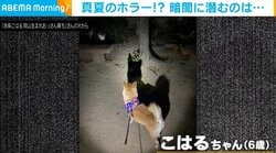 「おわかりいただけただろうか…」怖がりな柴犬が“暗闇に潜む動物”を見つめる姿に反響