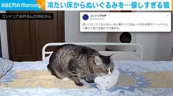 ぬいぐるみを心配した猫 冷えた夜に起きた珍現象に飼い主「子猫たちを思い出したのかな」