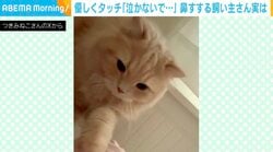 「泣いてるの…？」鼻すする飼い主を心配して“ちょんちょん”する猫に「優しさにむしろ泣いちゃう」と感動の声