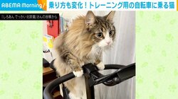 ボディメイクに余念がない!? 猫が“完璧な姿勢”でトレーニング用自転車に乗る姿に「運動したかったんだね」「頑張って前に進むんだ!」と反響続々